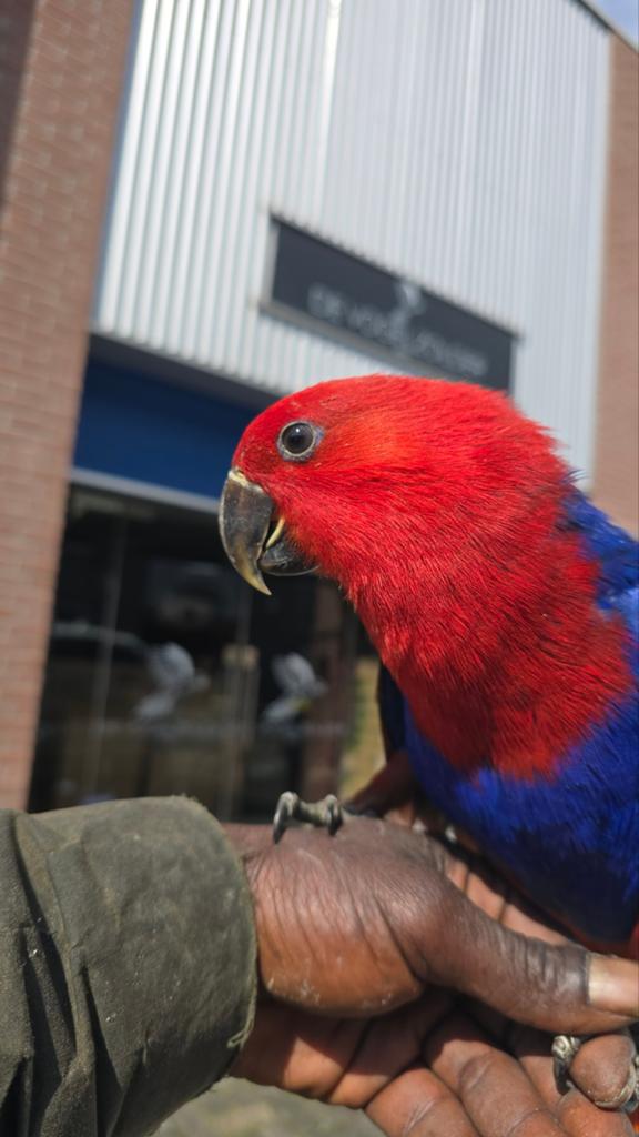 Eldel papegaai. Eclectus, Dieren en Toebehoren, Vrouwelijk, Parkiet