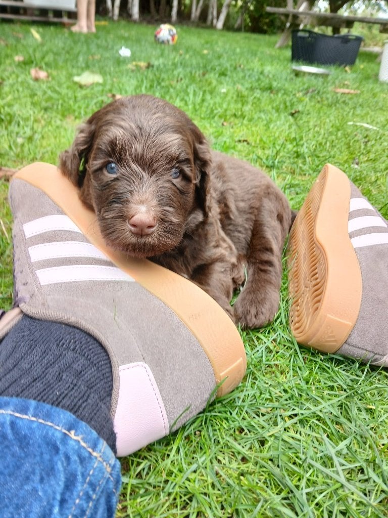 Lieve Labradoodle pups zoeken gouden mandje, Dieren en Toebehoren, Honden | Retrievers, Spaniëls en Waterhonden, Parvo, Overige rassen