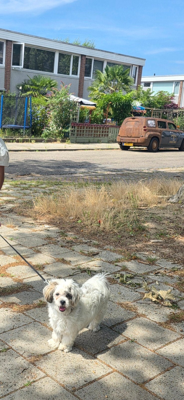 Boomer ras hond, 15 weken tot 1 jaar, Reu, Eén hond, Nederland