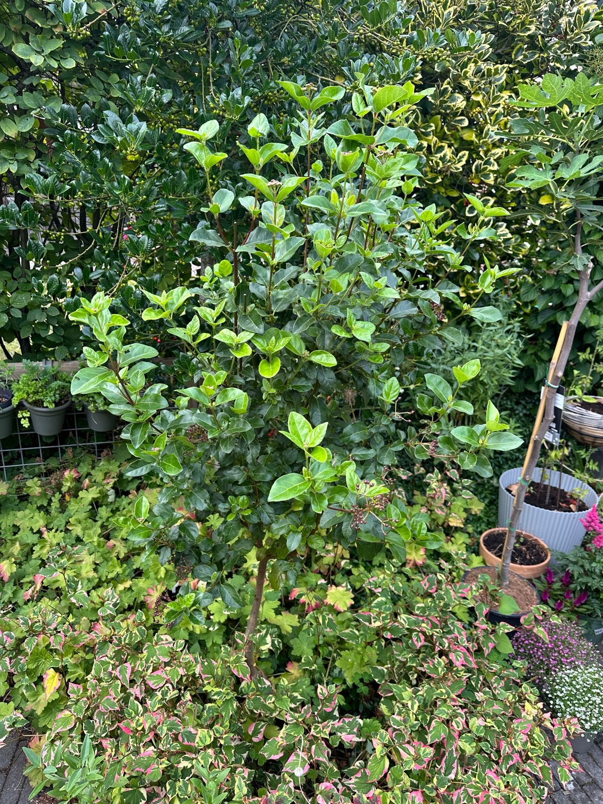 Gratis Viburnum (Sneeuwbal) - Groenblijvend met bloemen en b, Vaste plant, Halfschaduw, Zomer, Ophalen