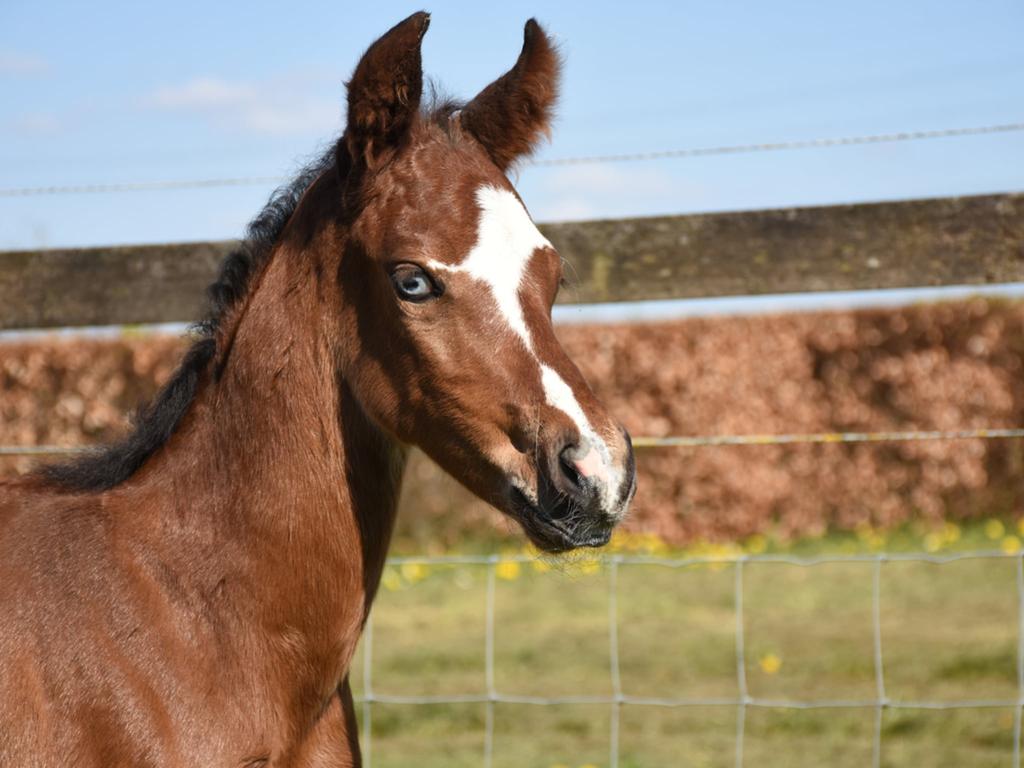 Nieuw Paint horse (solid) hengst veulen, Dieren en Toebehoren, Paarden, Minder dan 160 cm, Met stamboom, Niet van toepassing, 0 tot 2 jaar