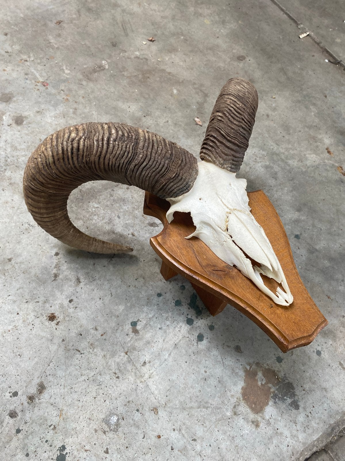 Mooie schedel met gekrulde hoorns van een moeflon, Ophalen of Verzenden, Gebruikt