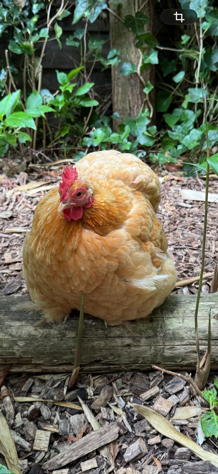 Cochin kriel hen Gratis, Dieren en Toebehoren, Pluimvee, Vrouwelijk, Kip