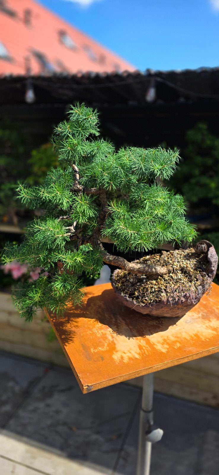 Larix Bonsai in Moonscale Pot, Vaste plant, Bloeit niet, Halfschaduw, Ophalen