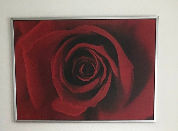 Rode roos afbeelding in lijst, Ophalen, 125 cm of meer, Zo goed als nieuw, Schilderij