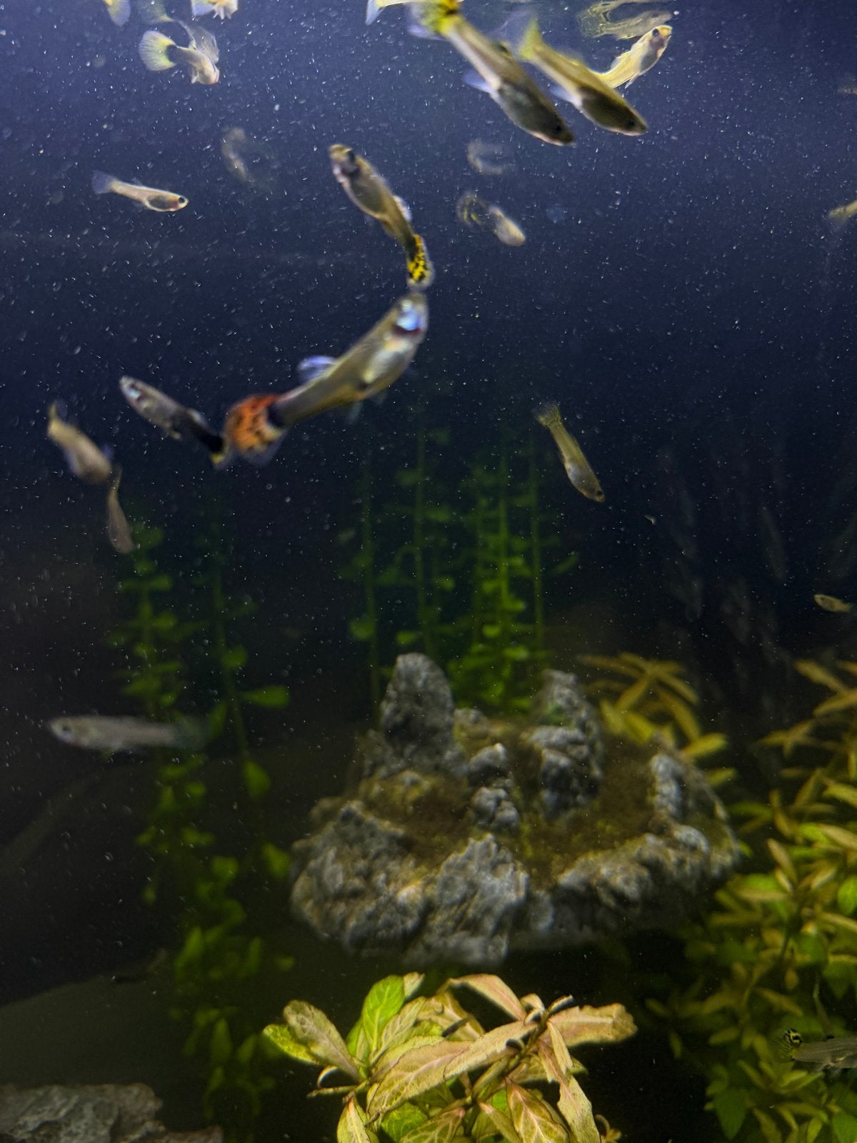 Baby guppy’s, Dieren en Toebehoren, Vis