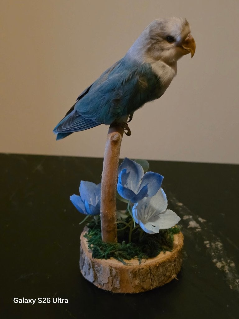 Taxidermie Agapornis, Ophalen of Verzenden, Zo goed als nieuw, Vogel, Opgezet dier