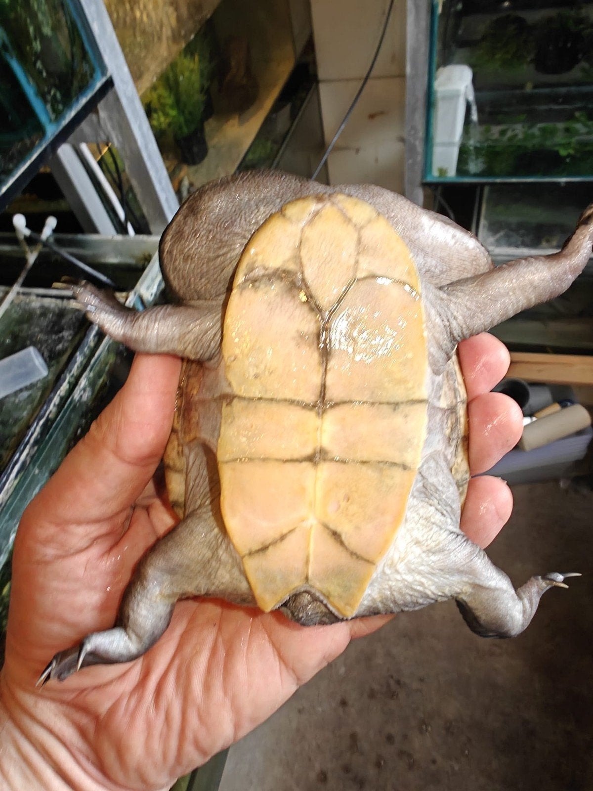 Chleodina Rugosa 1.2, Dieren en Toebehoren, Reptielen en Amfibieën, 0 tot 2 jaar