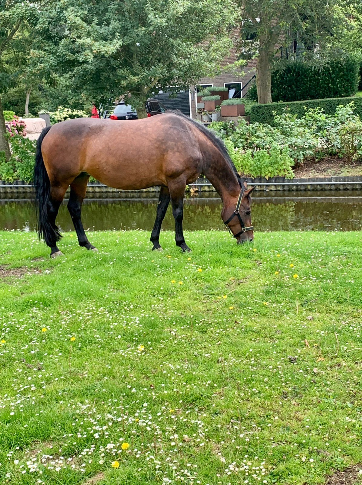 Gezocht Bijrijder / verzorger voor 2 dagen (mijdrecht), Dieren en Toebehoren