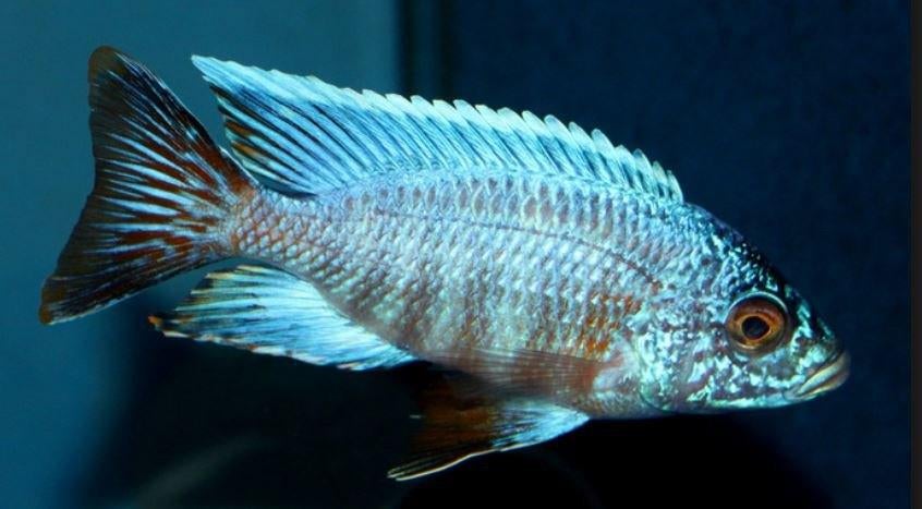 Malawi Cichliden: Aulonocara turkis, Dieren en Toebehoren, Vissen | Aquariumvissen, Zoetwatervis, Vis