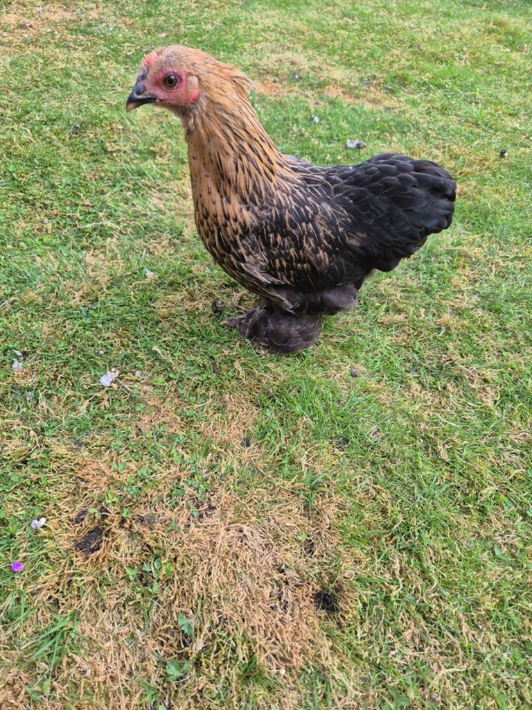 Gratis cochin haantje 5 maanden oud