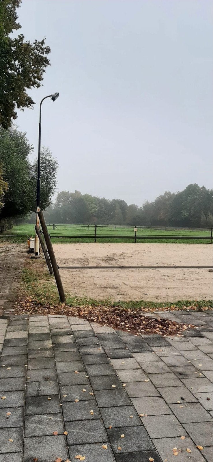 paarden