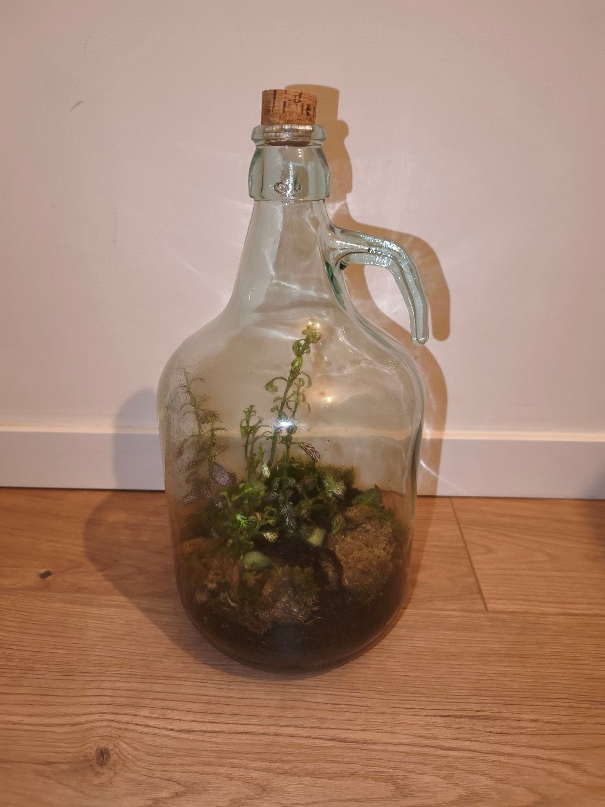Uniek Terrarium in Glazen Fles - Handgemaakt, Groen, Ophalen of Verzenden, Zo goed als nieuw, Modern