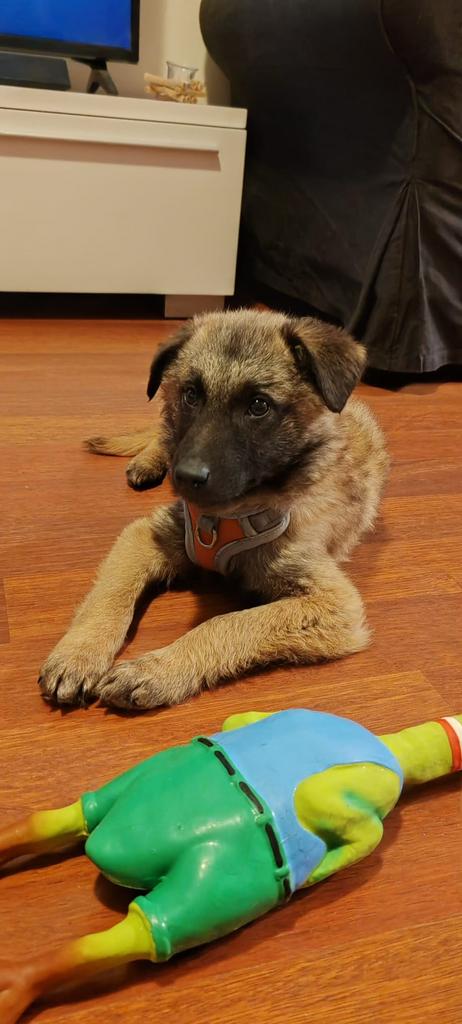 Ter adoptie Chico reutje 6 maanden klein/middel herdermix, Dieren en Toebehoren, Honden | Niet-rashonden, Middel, Reu, Particulier