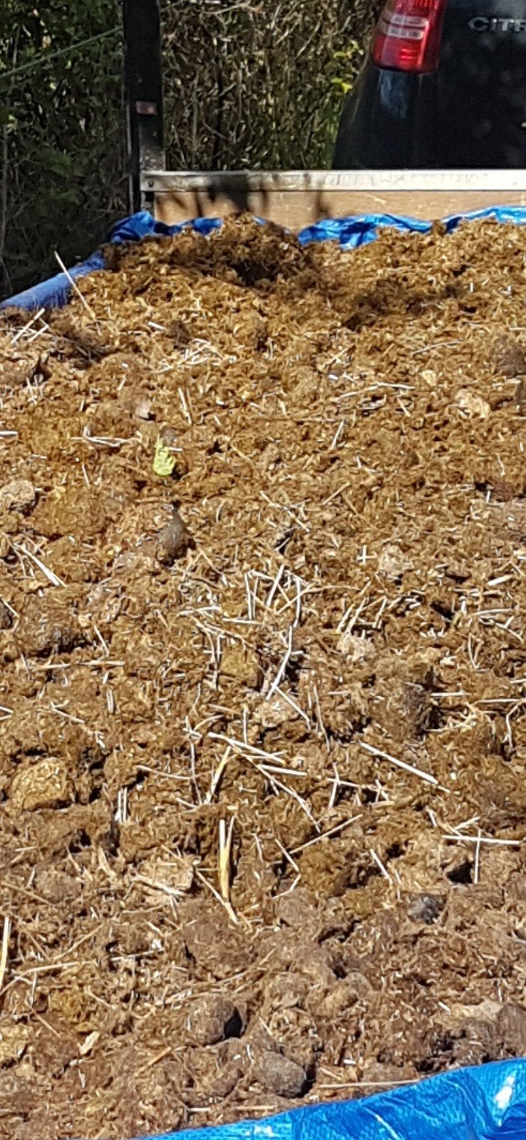 Biologische paardenmest (zonder stro), Ophalen, Mest