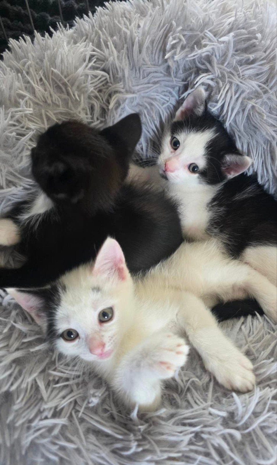 Lieve Kittens zoeken een gouden mand, Dieren en Toebehoren, Meerdere dieren, Kortharig, 0 tot 2 jaar