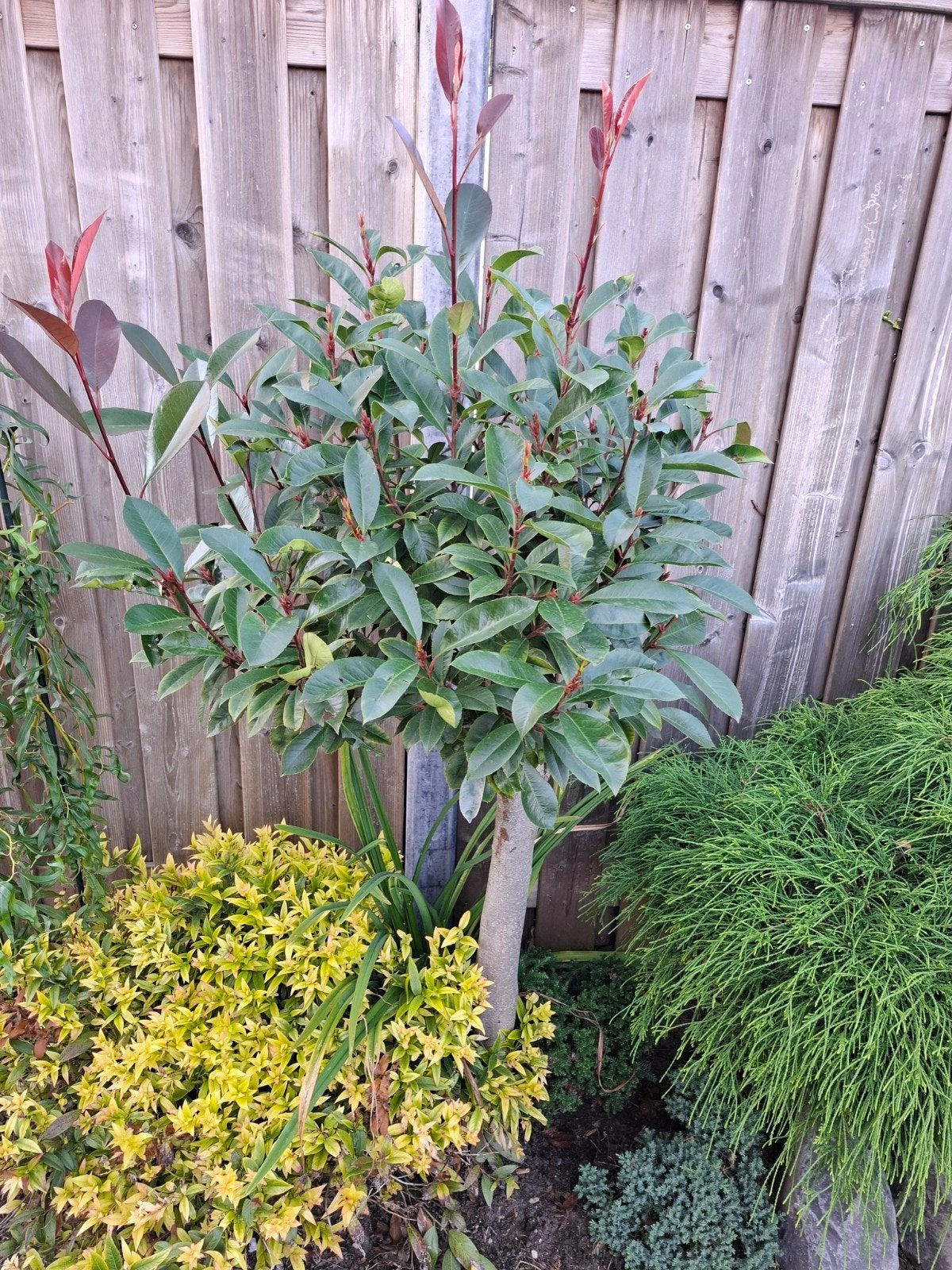Glansmispel op stam (Photinia fraseri 'Red Robin'), Volle zon, Vaste plant, Lente, Ophalen