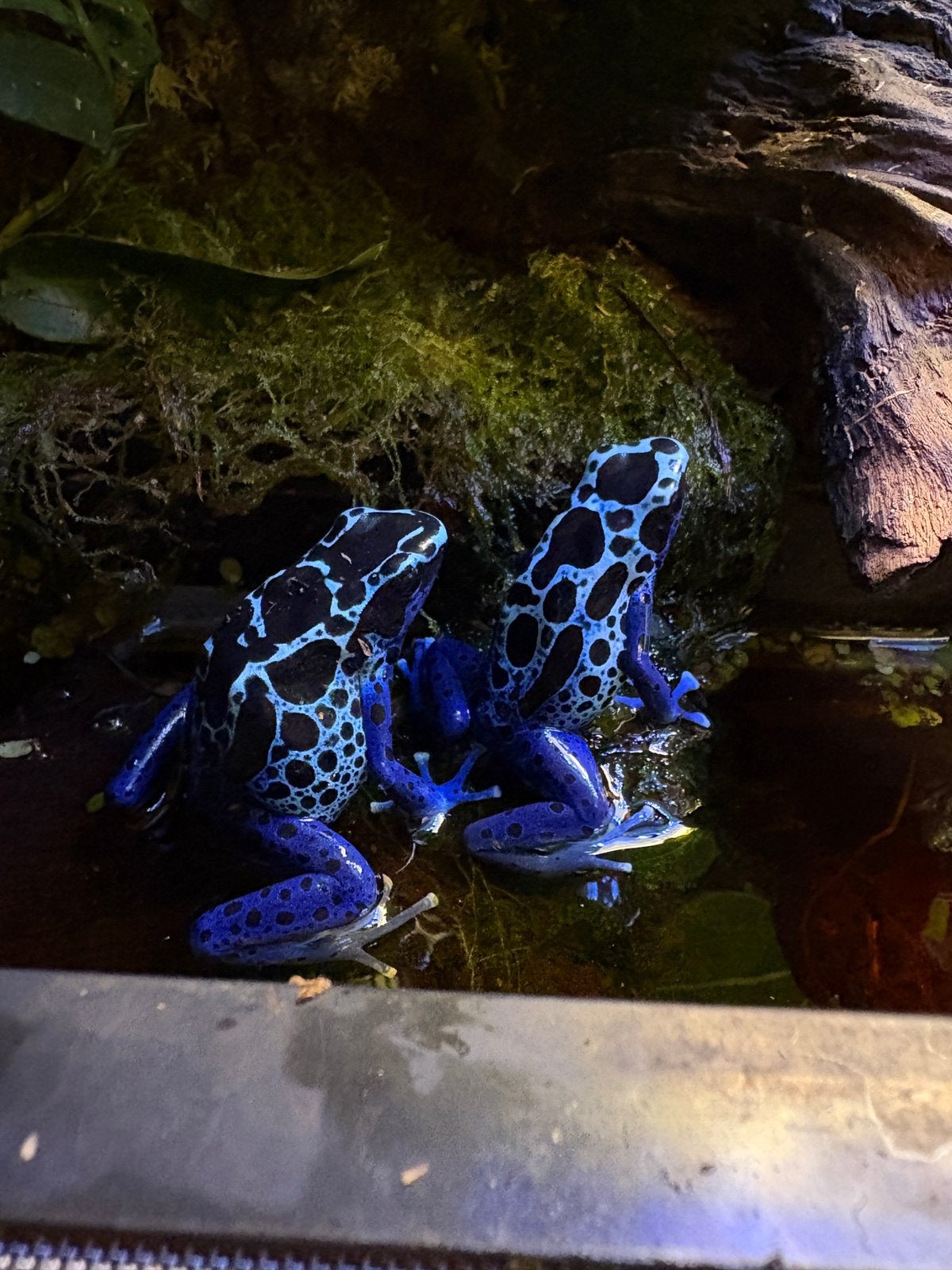 Nakweek gifkikkers D. T. Sipaliwni Blue Frog photo 4