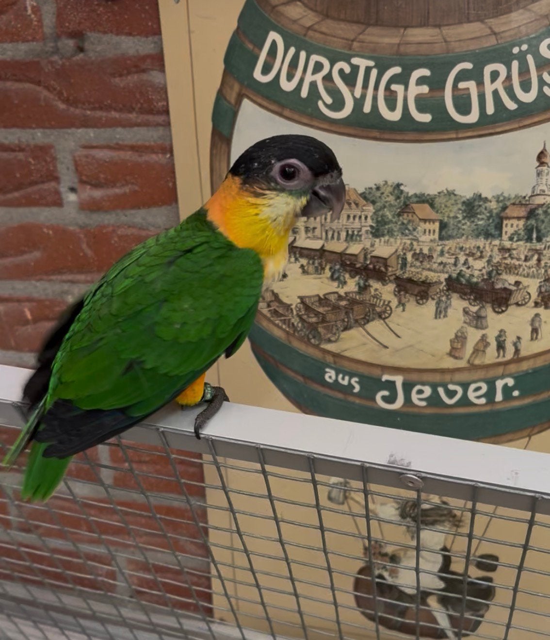 Zwartkop caique, Geslacht onbekend, Papegaai