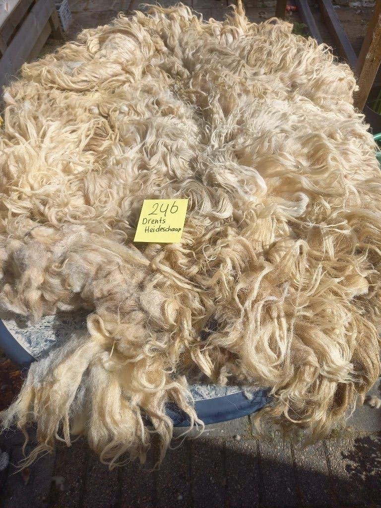 nr 246 Geschoren vacht van een Drents Heideschaap, Ophalen of Verzenden, Nieuw