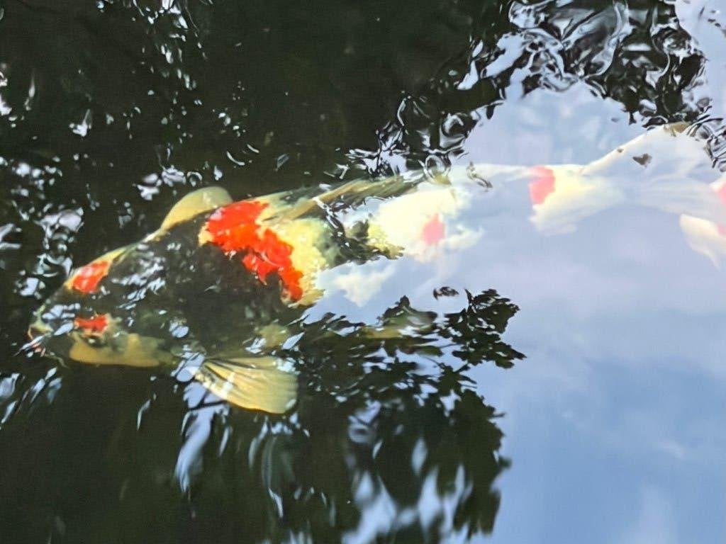 Showa Ogata, Karper of Koi
