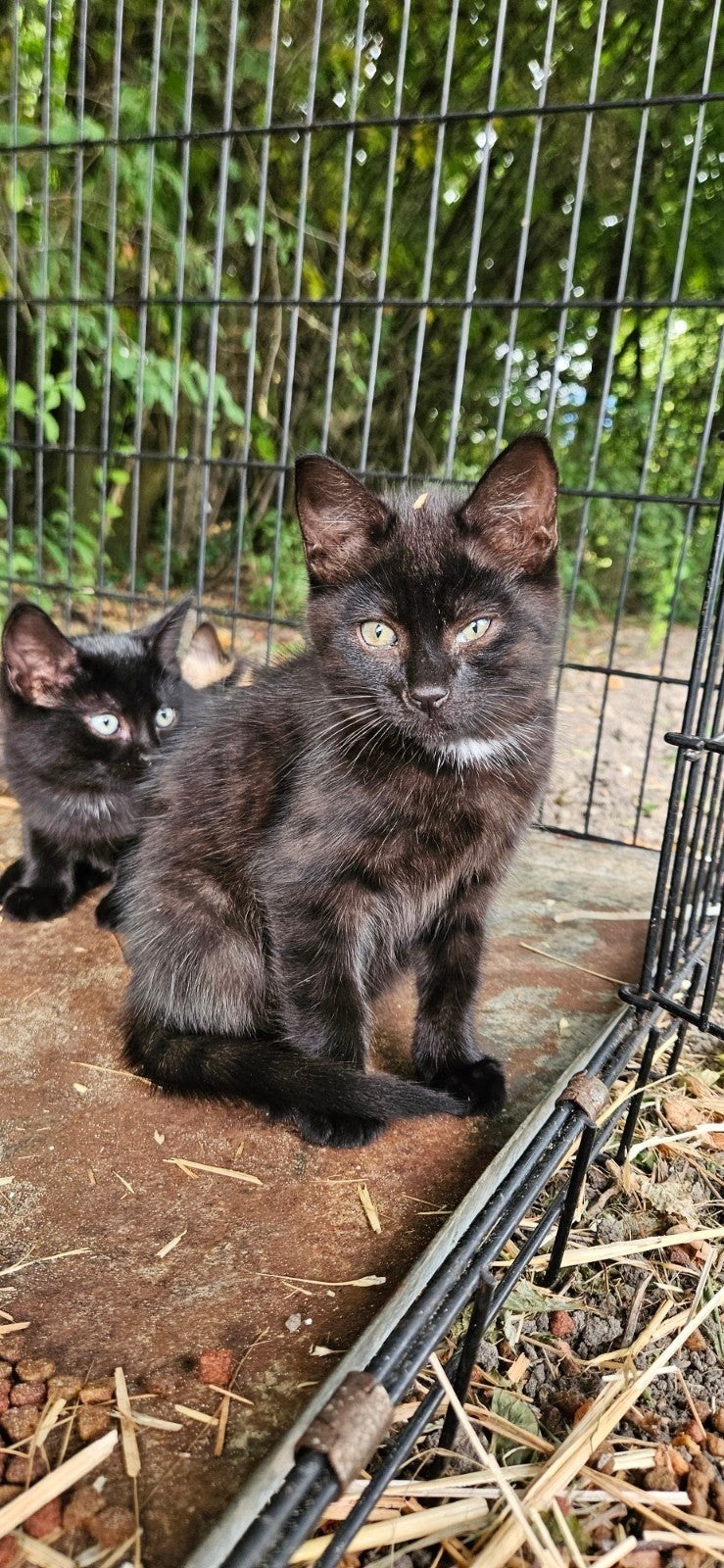 Kittens te koop!, Meerdere dieren, Kortharig, 0 tot 2 jaar