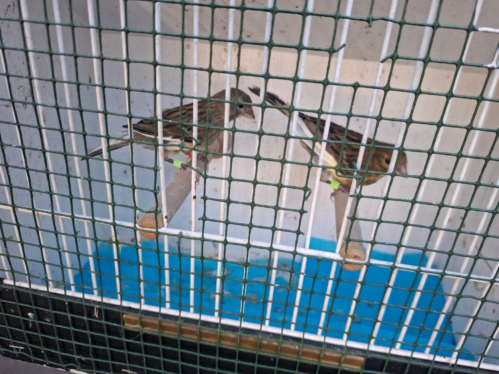 Kanaries, Dieren en Toebehoren, Meerdere dieren, Kleurkanarie