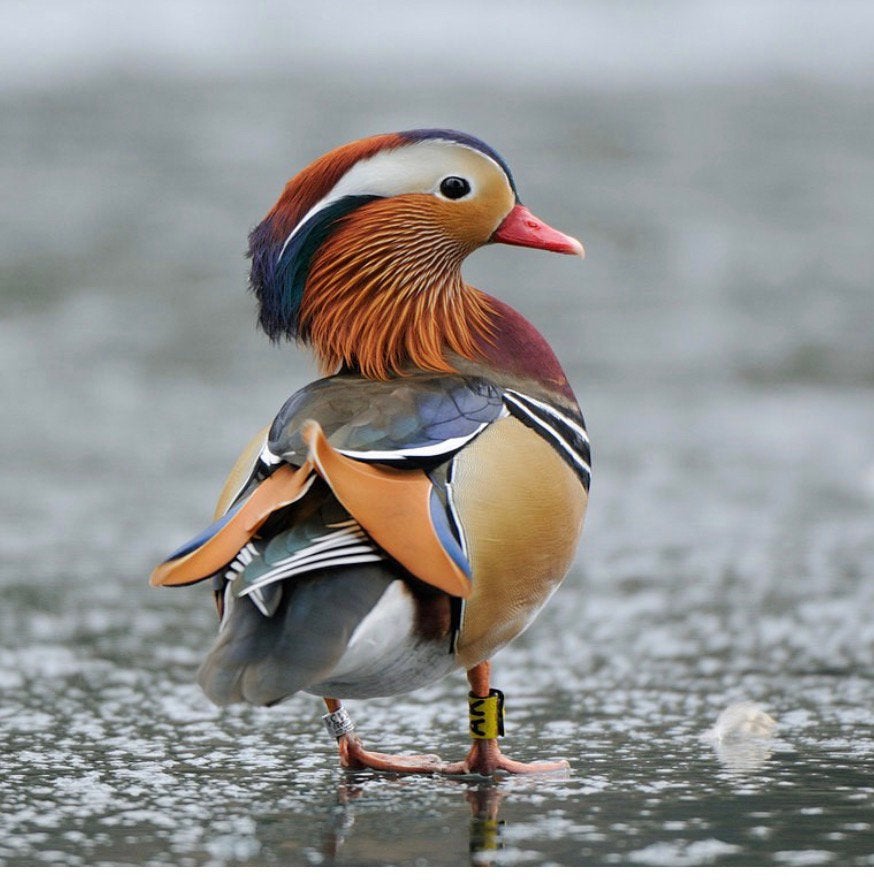 Manderijn eend mannetje, Dieren en Toebehoren, Mannelijk, Eend