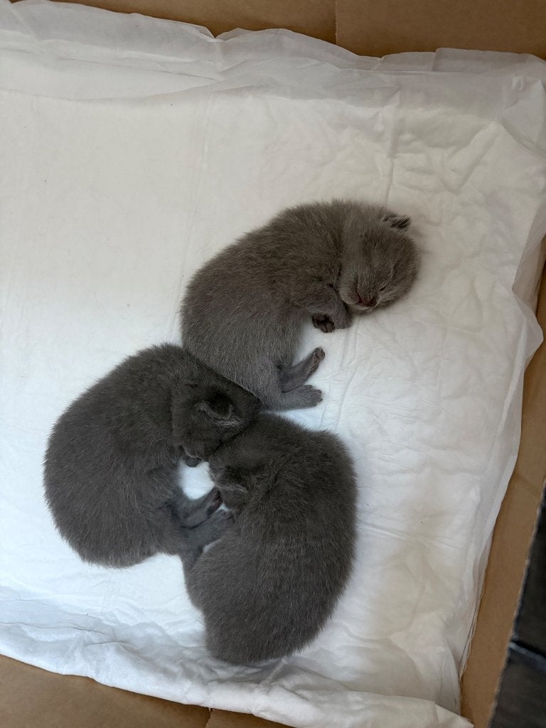 Brits korthaar kittens, Kater, Ontwormd, 0 tot 2 jaar