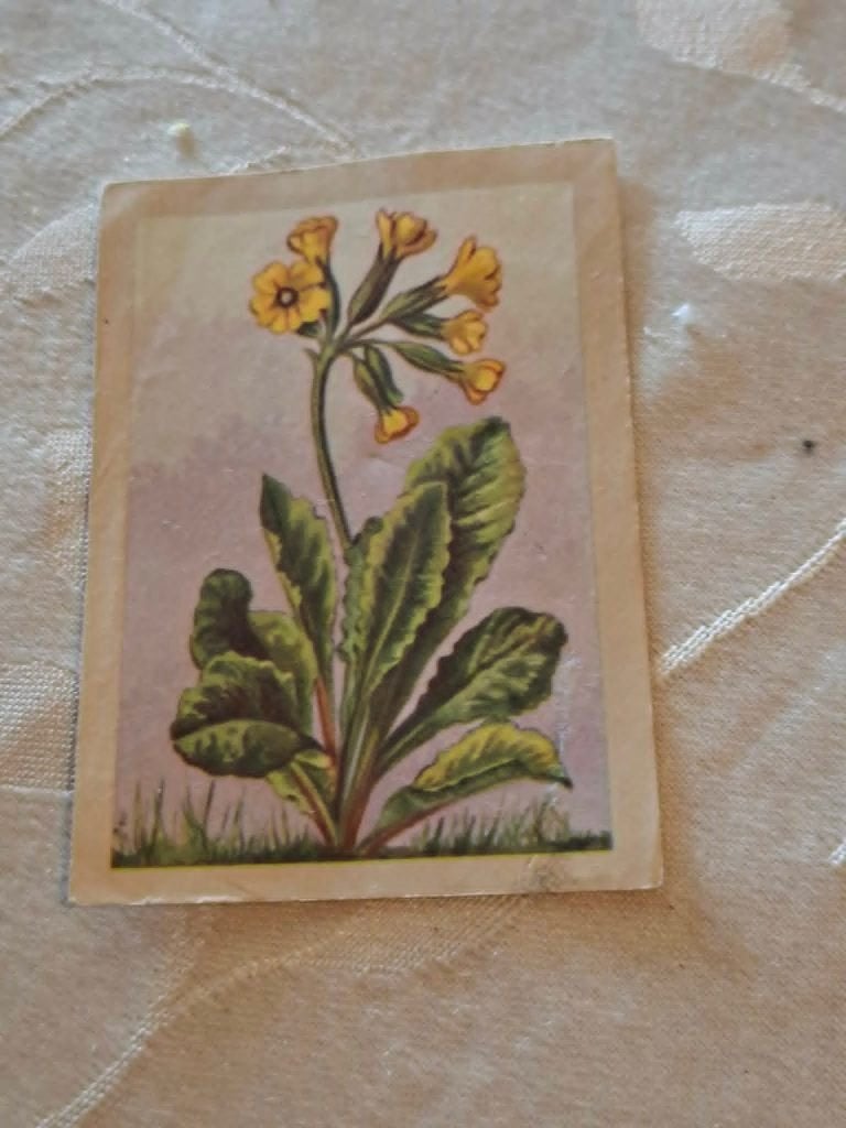 Prentje/Chromo : Gewone sleutelbloem / Chocolade Jacques, 1960 tot 1980, Gebruikt, Verzenden, Prent