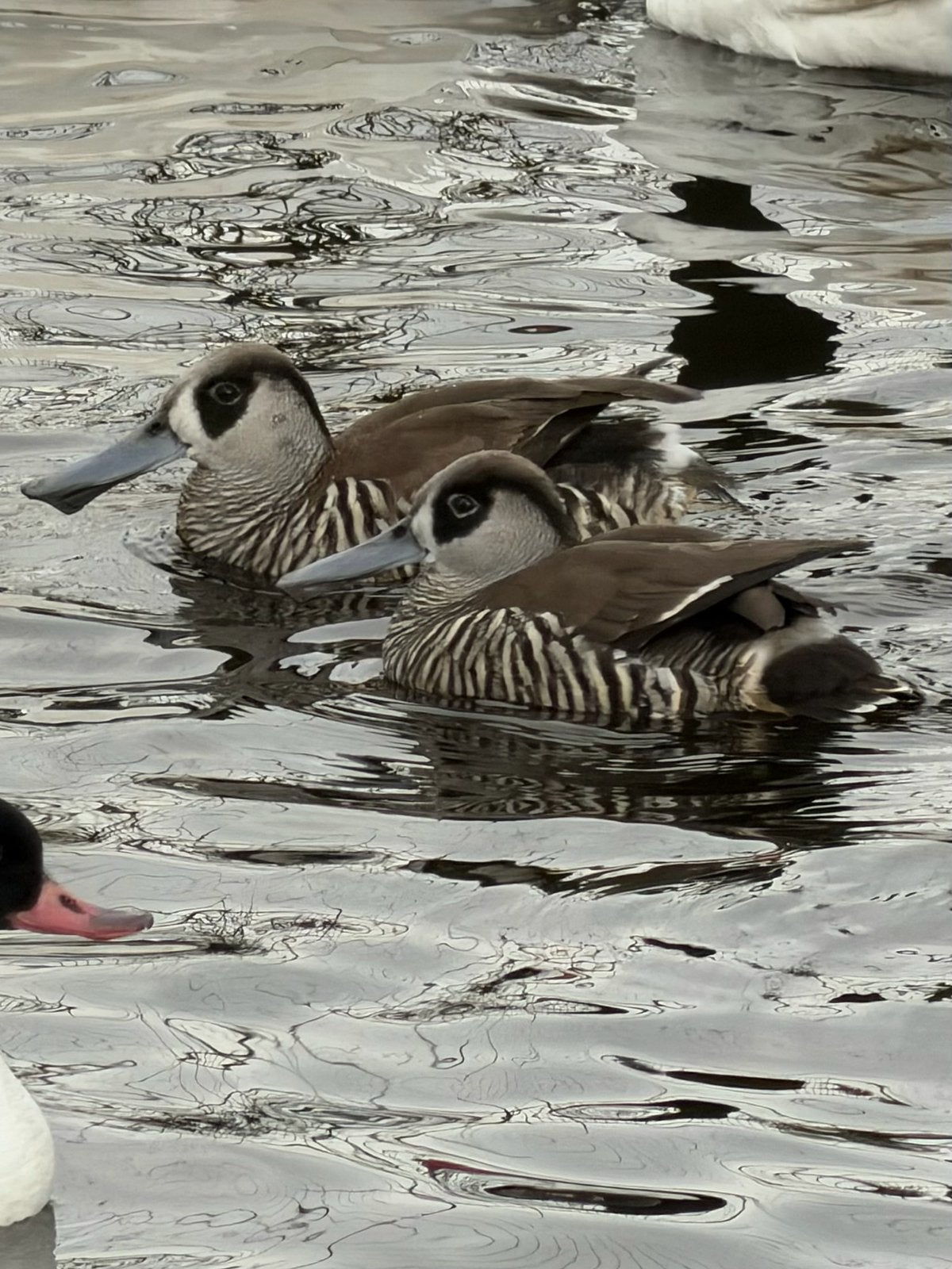 Diverse jonge eenden ‘26, Meerdere dieren, Eend