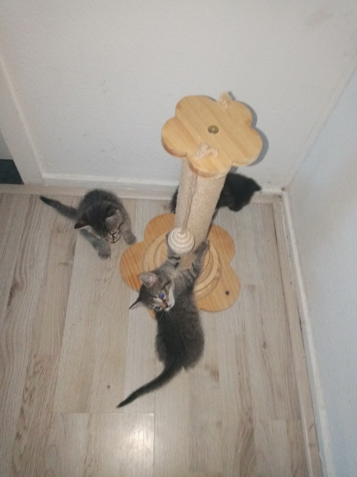 Kittens