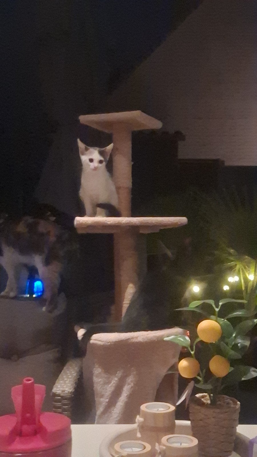 kittens