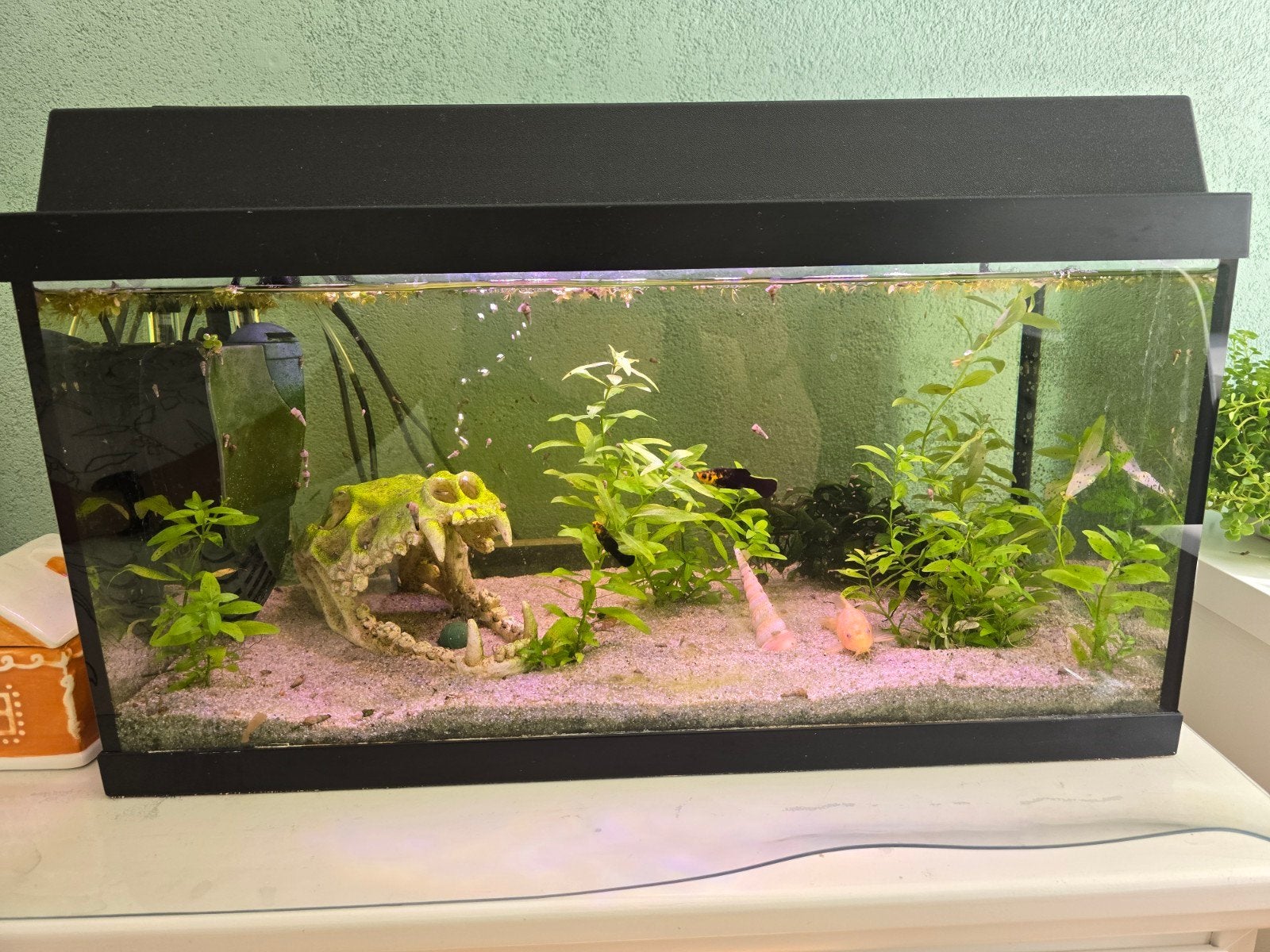 Aquarium met visjes, Ophalen, Gevuld zoetwateraquarium