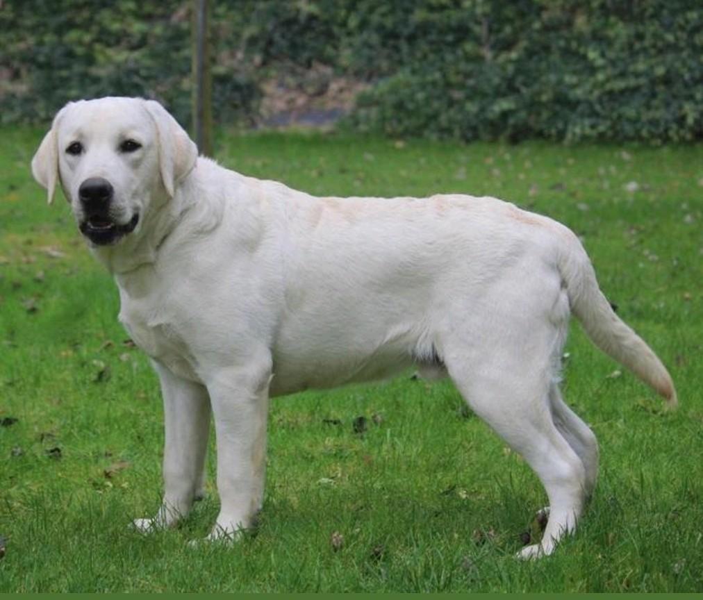 Dekreu met stamboom, Dieren en Toebehoren, België, Reu, Labrador retriever, Parvo