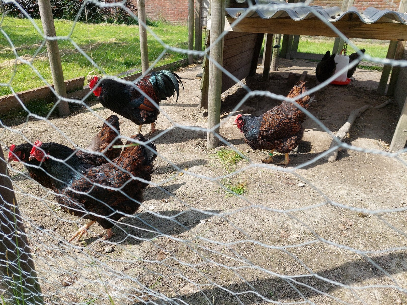 Kippen  + haan Barnevelders, Dieren en Toebehoren, Pluimvee, Meerdere dieren, Kip