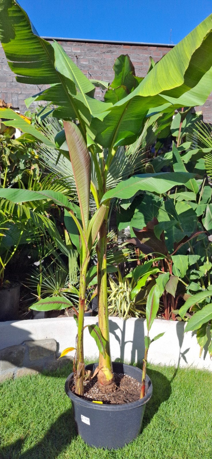 Musa itinerans 'Formosana' (Bananenplant) - XXL, Volle zon, Vaste plant, Bloeit niet, Ophalen