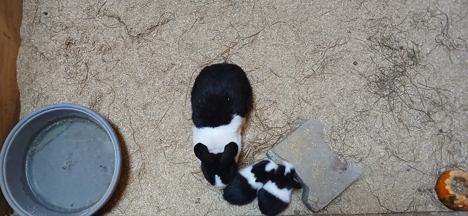 Jonge konijntjes kruising Hollander, Dieren en Toebehoren, Geslacht onbekend, Middelgroot, 0 tot 2 jaar