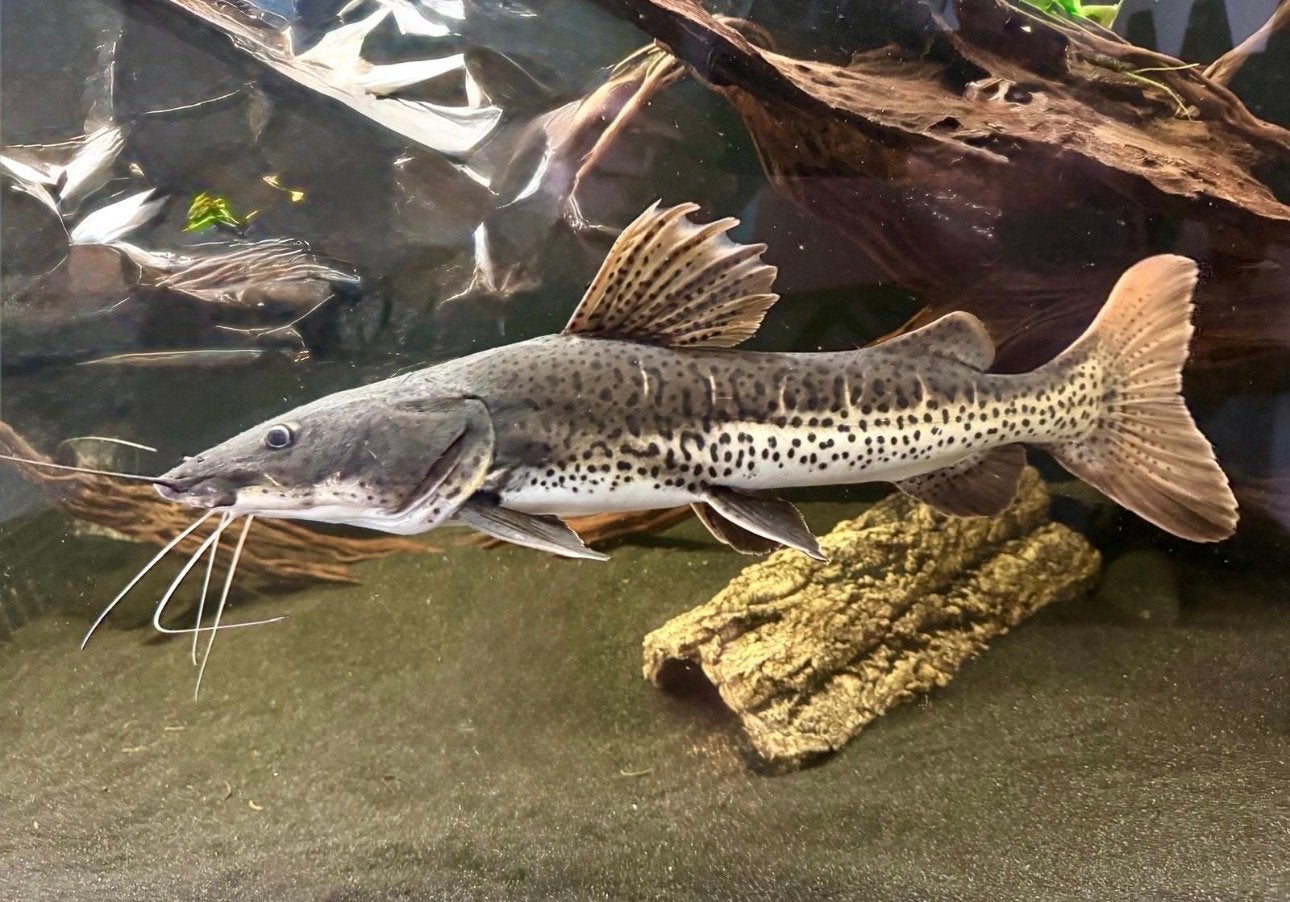 Rotflossen-Antennenwels Hybrid Tiger-Spatelwels,, Dieren en Toebehoren, Vis