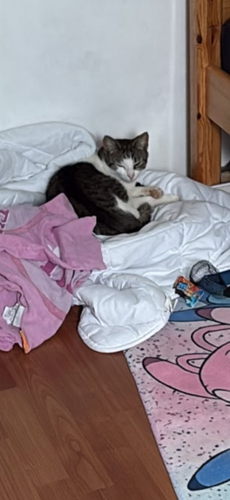 Tijgertje, Dieren en Toebehoren, Kater