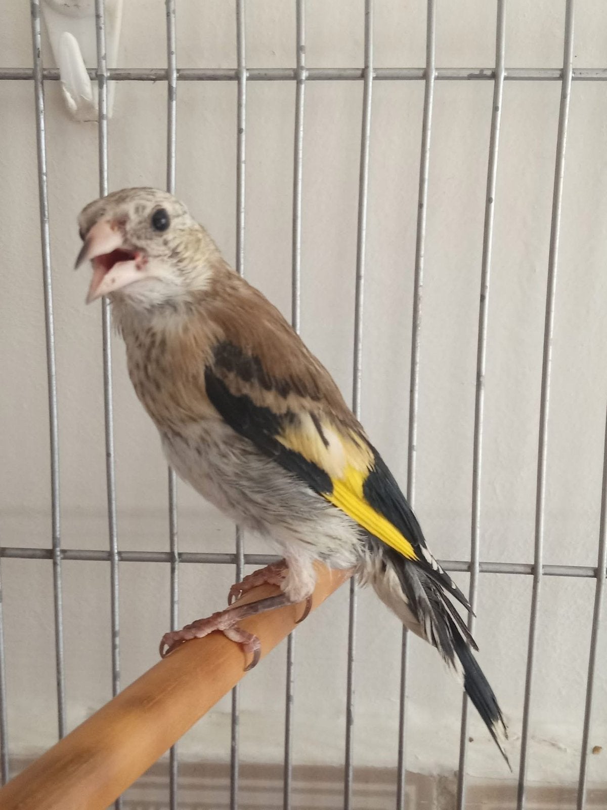 Jonge Parva putter, Dieren en Toebehoren, Vogels | Overige Vogels, Mannelijk, Wildzangvogel