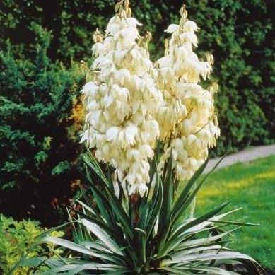 Yucca vaste tuinplant stekken, Volle zon, Vaste plant, Zomer, Ophalen