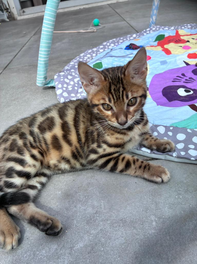 Bengaalse kittens met stamboom, Meerdere dieren, Met stamboom, 0 tot 2 jaar