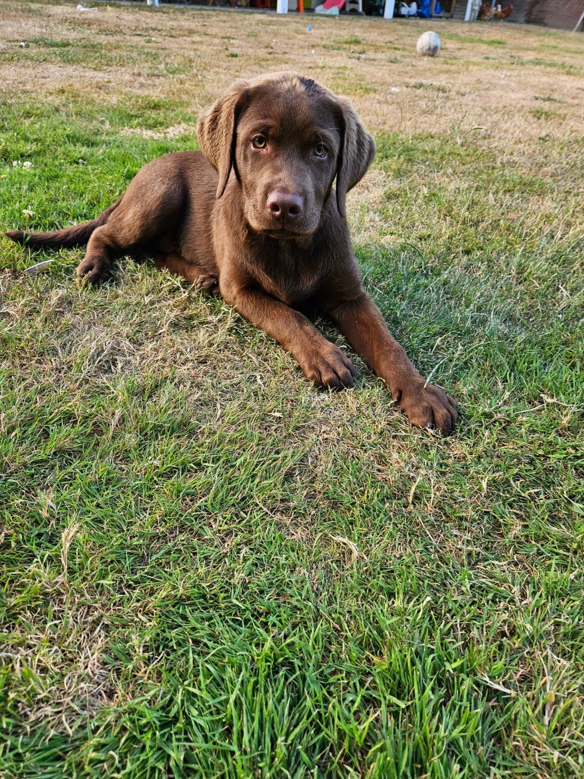 Bruine labrador pup, Reu, 8 tot 15 weken, Labrador retriever, Parvo