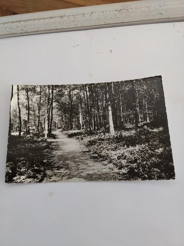 EERBEEK.  BOSGEZICHT, Verzamelen, Ophalen of Verzenden, Voor 1920, Zuid-Holland
