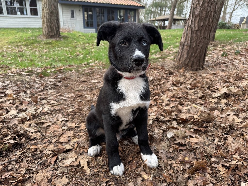 Koos, Border Collie x Husky, 9 maanden, 15 weken tot 1 jaar, Reu, Parvo, Eén hond