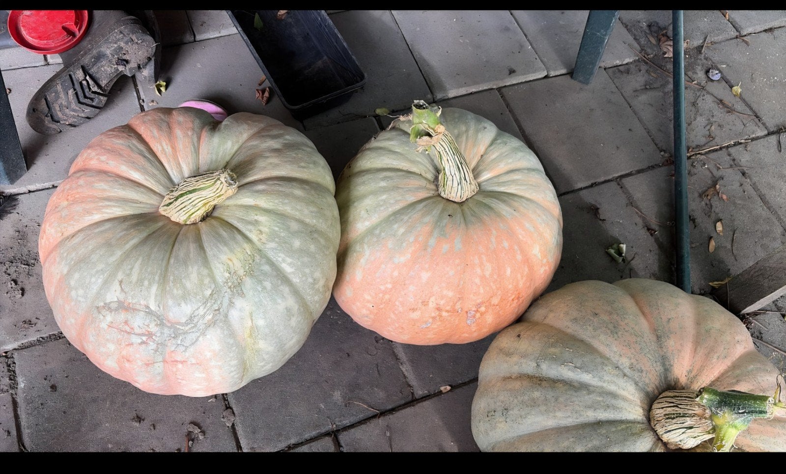 pompoen 3 stuks, Ophalen of Verzenden, Minder dan 100 cm, Overige soorten, Zomer