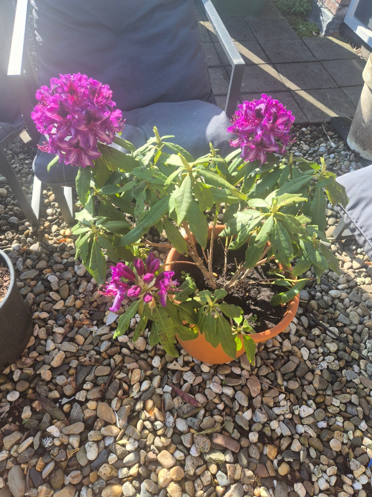 Planten en struiken en potten etc te koop, Ophalen of Verzenden, Zomer, Volle zon, Overige soorten