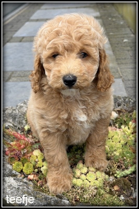 Labradoodle pups. +/- 45 cm, Dieren en Toebehoren, Nederland, Parvo, Overige rassen, 8 tot 15 weken