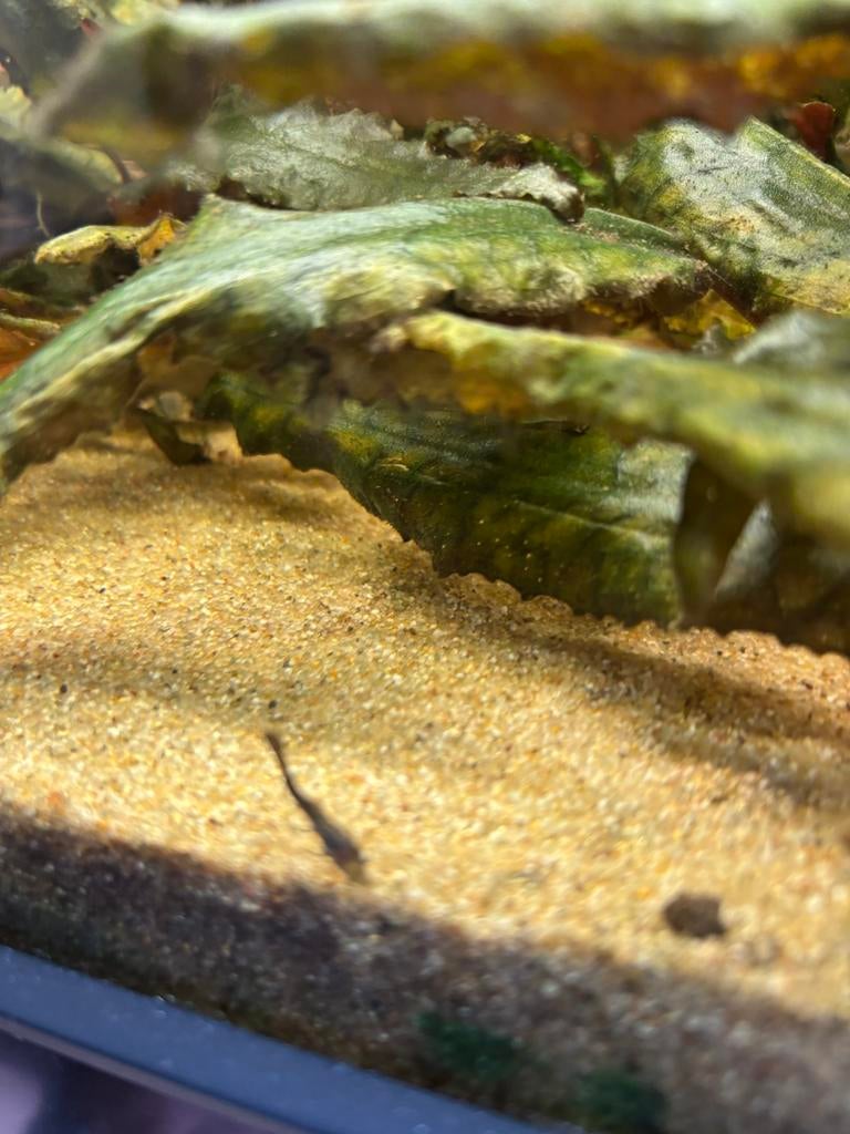 Jonge plaatjes en jonge algeneters, Vis